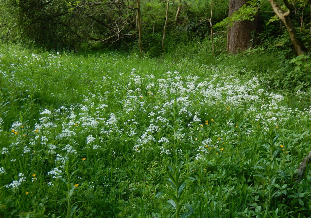 The white flower spikes of Bittercress help to show a broad band of wetland vegetation on the north bank of the river that marks the former extent of the mill dam at Hollins Bridge Mill. Photo: Sue Shaw, May 2015.
