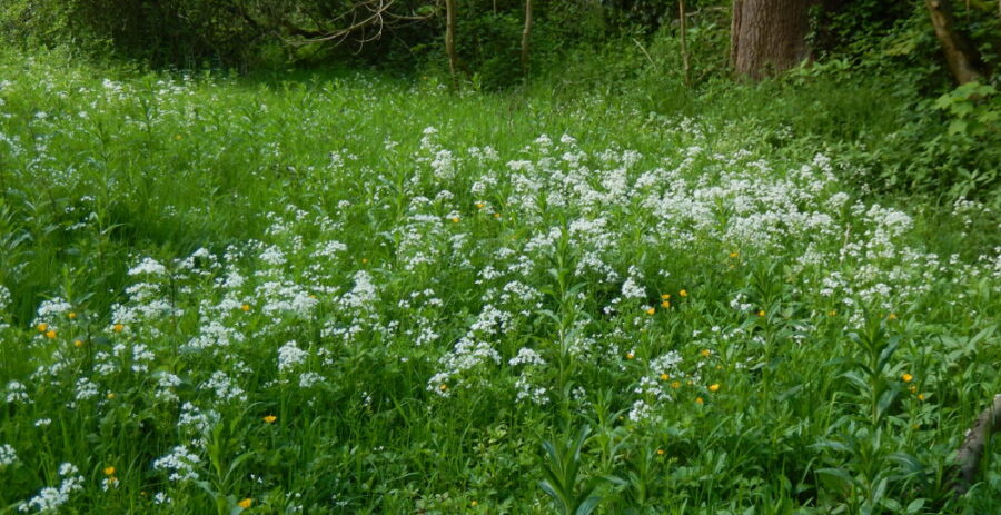 The white flower spikes of Bittercress help to show a broad band of wetland vegetation on the north bank of the river that marks the former extent of the mill dam at Hollins Bridge Mill. Photo: Sue Shaw, May 2015.