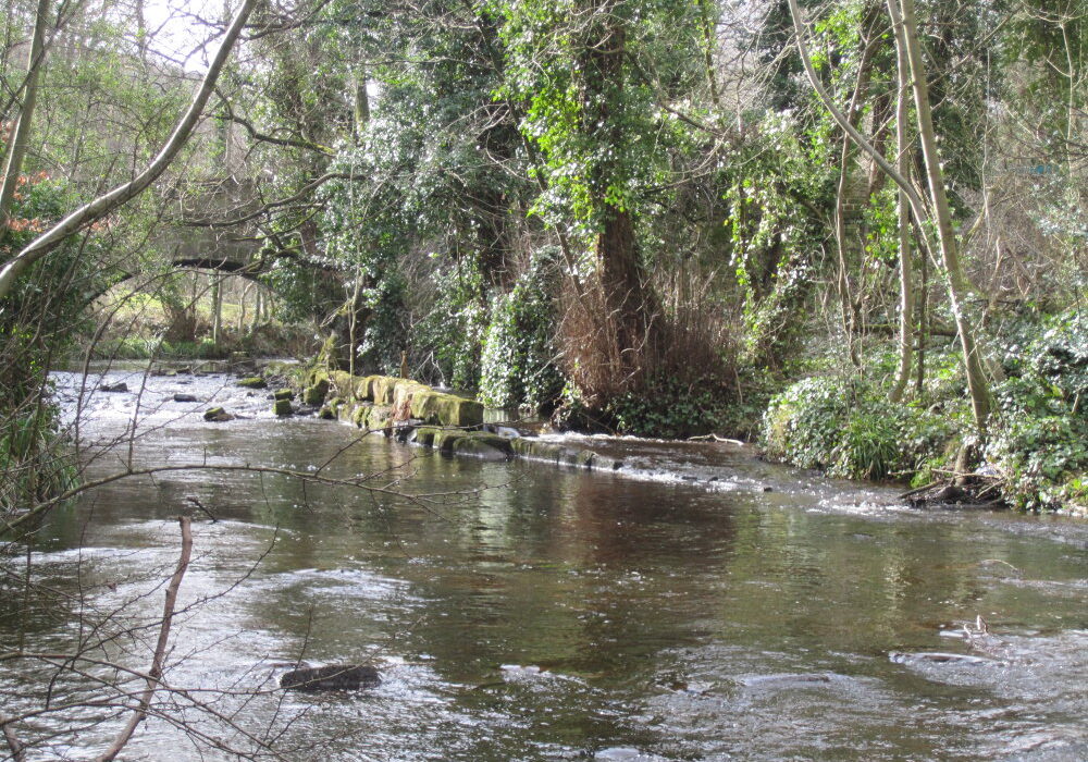 The end of the tail goit at Hollins Bridge Mill runs into the river downstream of Hollins Bridge. Photo: Sue Shaw, March 2015.