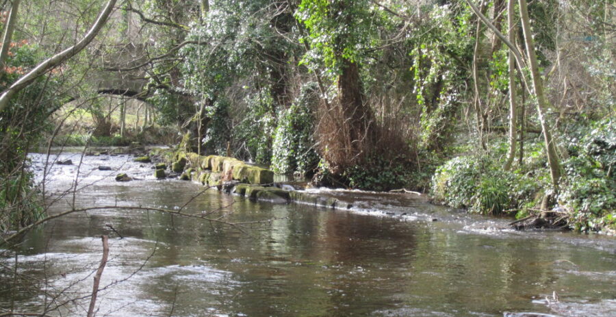 The end of the tail goit at Hollins Bridge Mill runs into the river downstream of Hollins Bridge. Photo: Sue Shaw, March 2015.