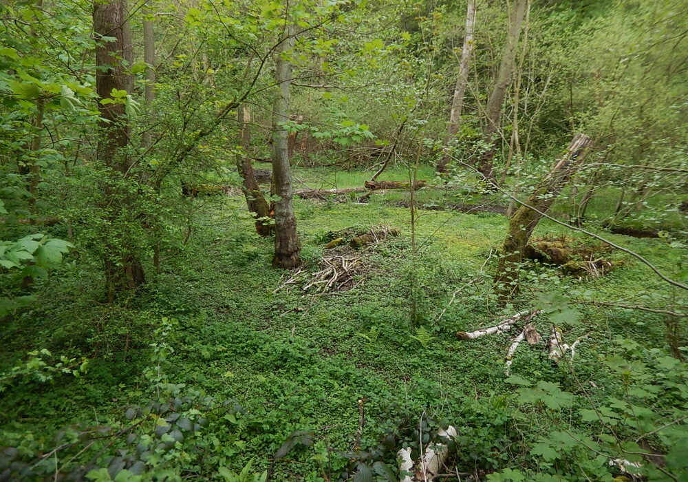 New Dam in late spring. Photo: Sue Shaw, May 2016.