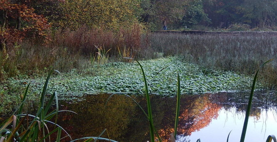 Floating pennywort in Hind Wheel mill dam. Photo: Sue Shaw, November 2015.