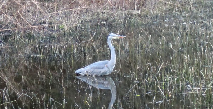 Heron at Hind Wheel mill dam. Photo: Sue Shaw, January 2015.