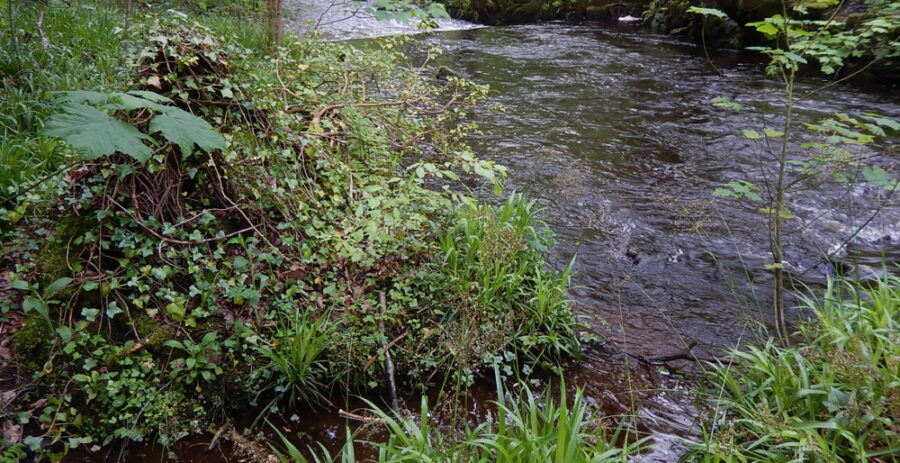 The Hind Wheel tail goit runs into the river just above the Upper Cut weir. Photo: Sue Shaw, May 2016.