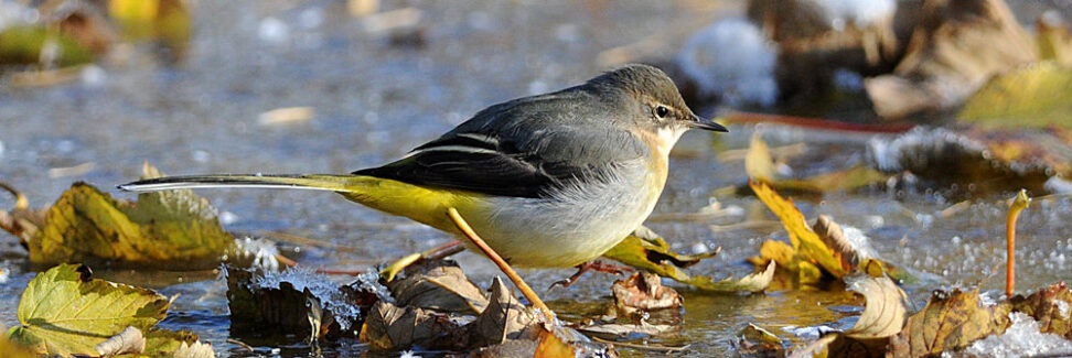 london_nat_03 Grey wagtail.