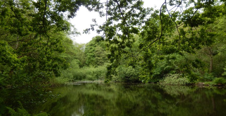 The Nether Cut mill dam. [Photo: Sue Shaw, June 2015]