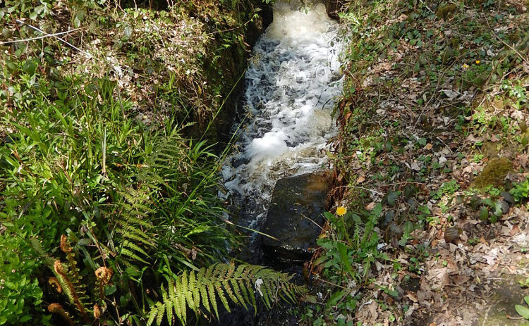 The overflow from Second Coppice mill dam. Photo: Sue Shaw, May 2016.