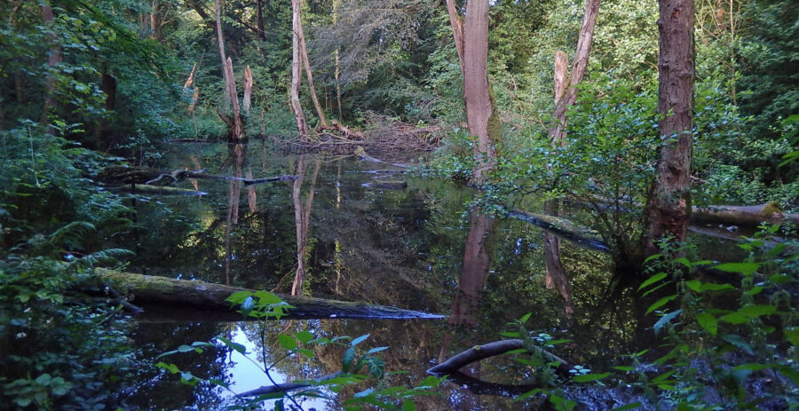 The mill dam at Second Coppice. Photo: Sue Shaw, August, 2016.