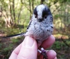 blue tit