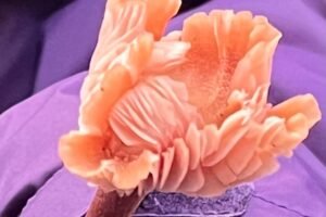gilled mushroom agoricales